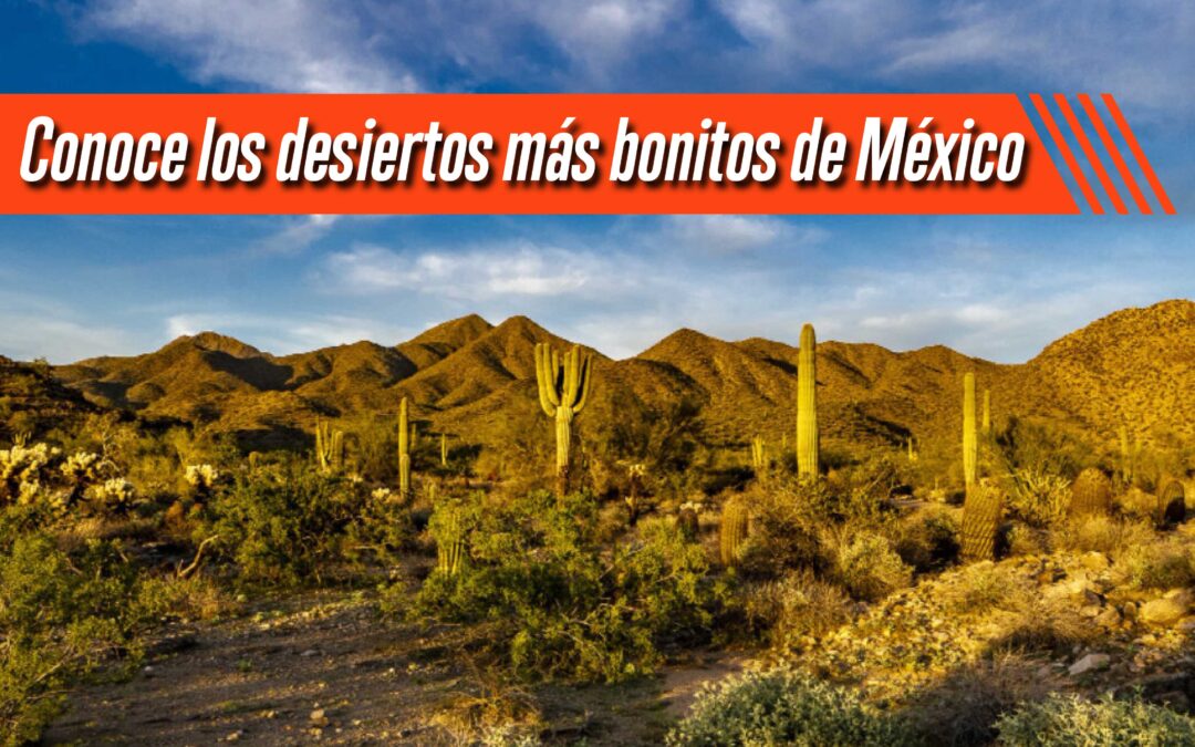 Conoce los desiertos más bonitos de México