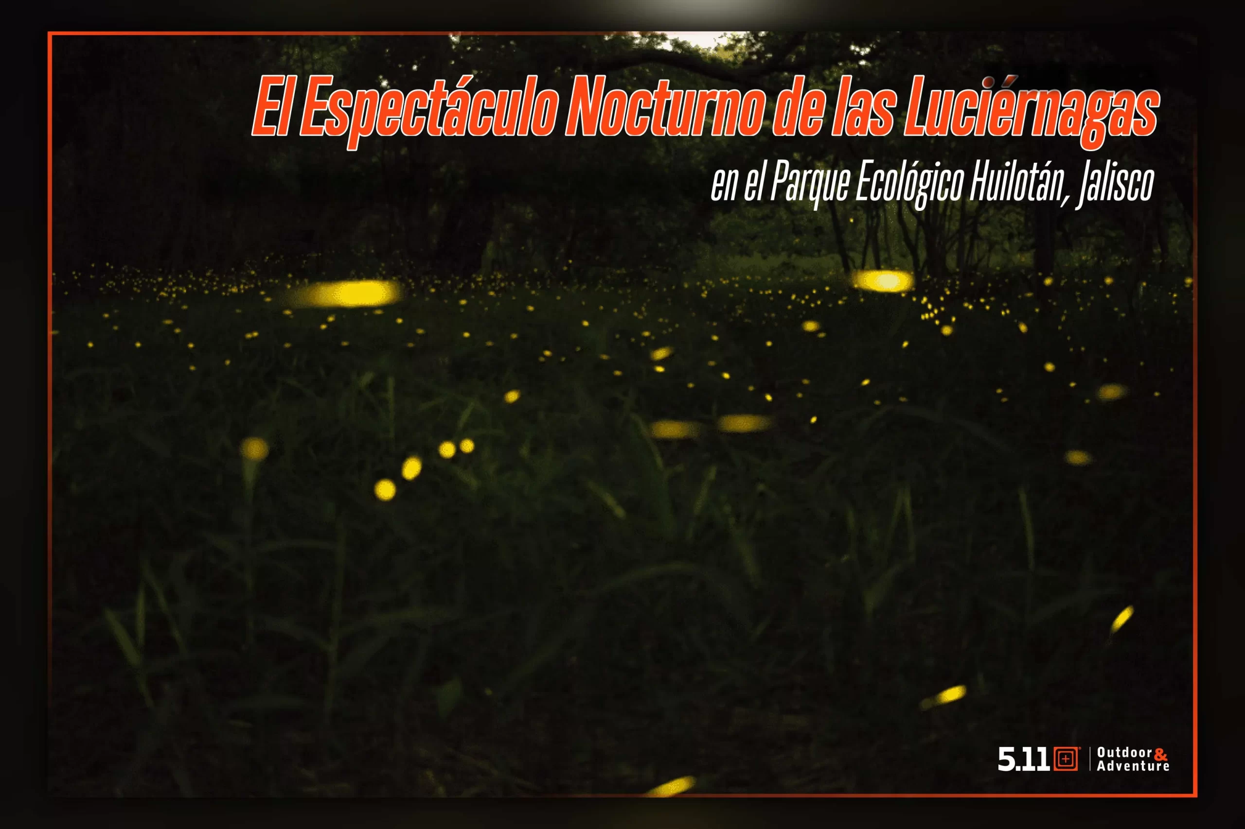 El Espectáculo Nocturno de las Luciérnagas en el Parque Ecológico Huilotán, Jalisco